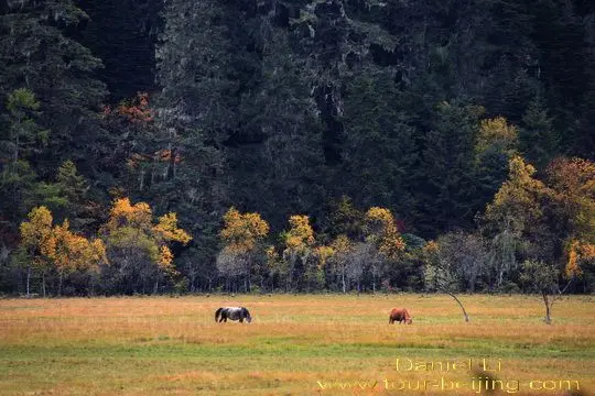 Bita Lake Meadow