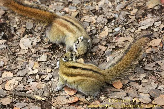 Bita Lake squirrels