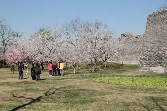 Blooming flowers and the ancient city wall.