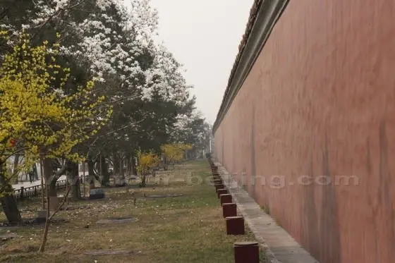 Both Yulan Magnolia trees and pine trees grow at at each interval and parallel the red wall of Zhongnanhai.