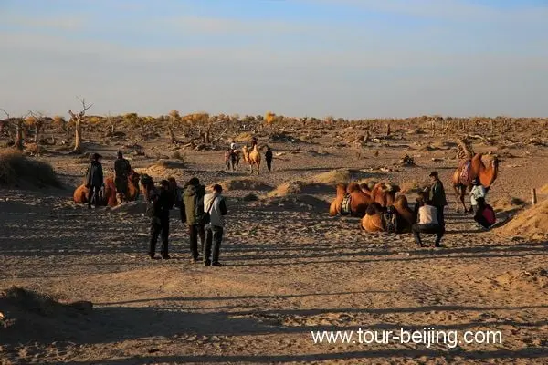 Guai Shu Lin in Ejin Banner, Inner Mongolia (Tips, Photos & Map)