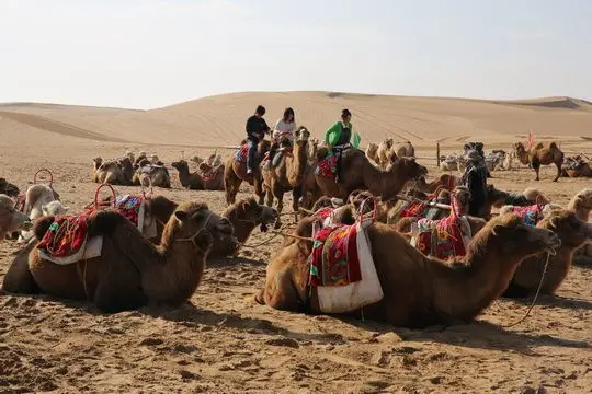Camel Ride
