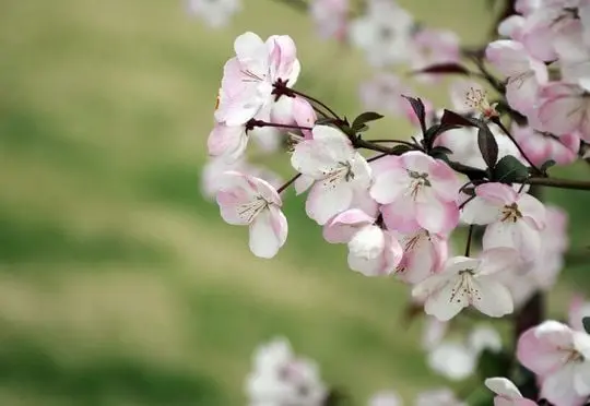 Cherry Blossoms