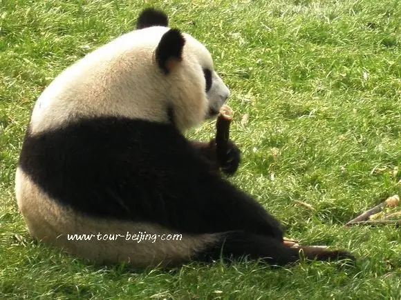 Chengdu Research Base of Giant Panda Breeding (Tips, Photos & Map)