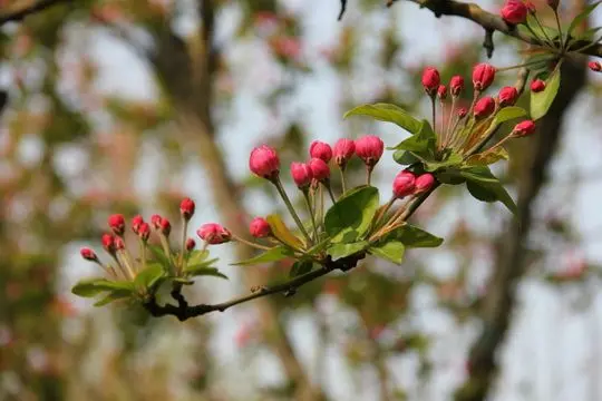 Chinese Flowering Crab Blooming 2