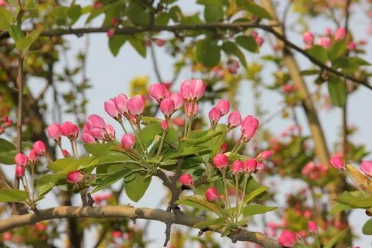 Chinese Flowering Crab Blooming