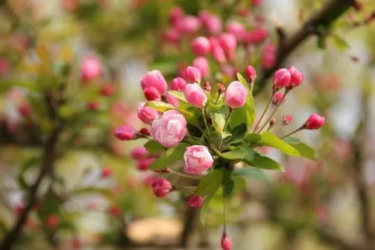 Chinese Flowering Crab Blooming
