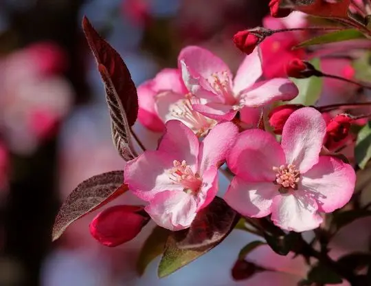 Chinese Flowering Crab Blooming