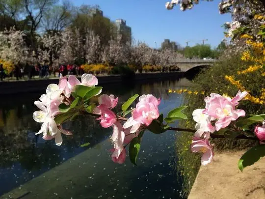 Chinese Flowering Crab Blooming