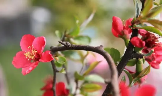 Chinese Flowering Crabapple