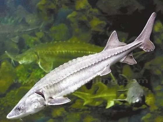 Chinese Sturgeon Museum