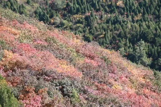 Colourful leaves sharply contrasted against pine tree