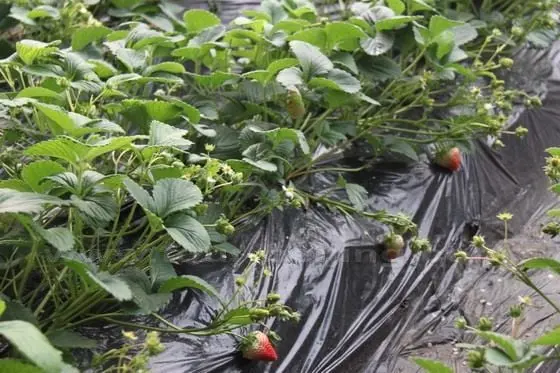 Covered with plastic to prevent weed growth and erosion, the strawberry flowers and baby strawberries.