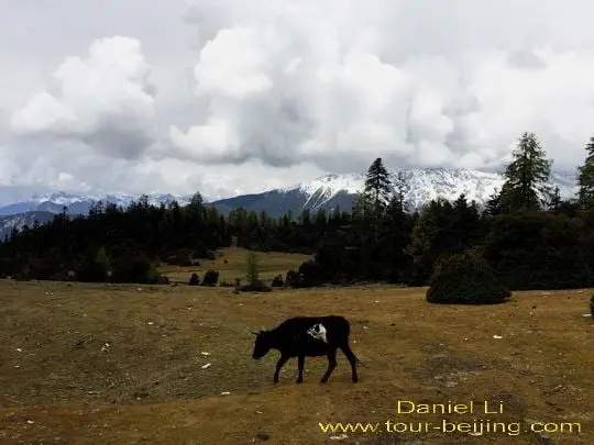 Daocheng