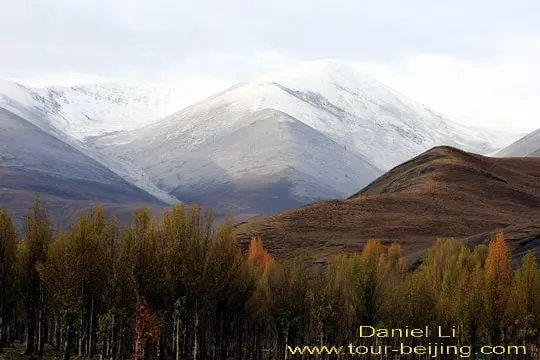 Daocheng Poplar Trees