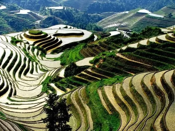 Dragon's Backbone Rice Terrace