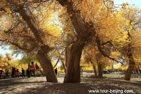 Populus Forest in Ejin Banner (Tips, Photos & Map)