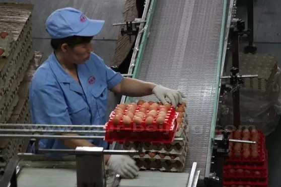 Egg Packaging