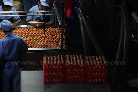 Egg checking and sorting