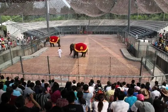 Elephants act in a smart way.