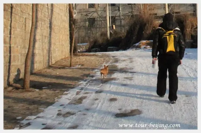 The dog is guiding us the way to the village.