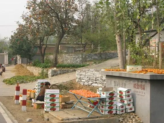 Fangshan District is well known for its persimmons