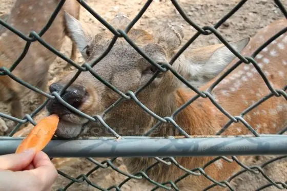 Feeding a deer.