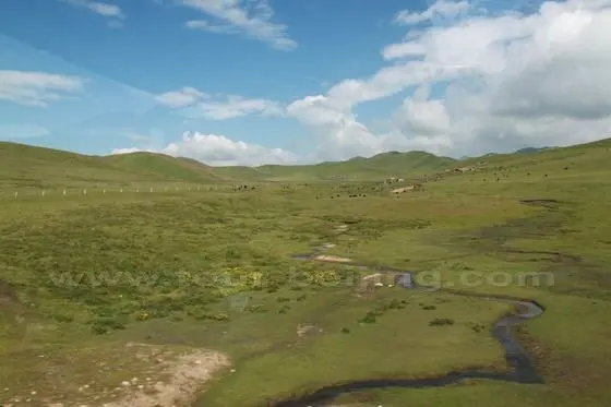 Fertile Grassland