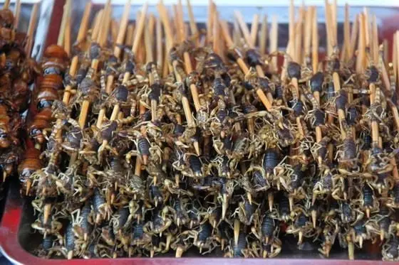 Fired Scorpions!