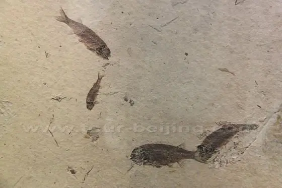 Fish Fossil