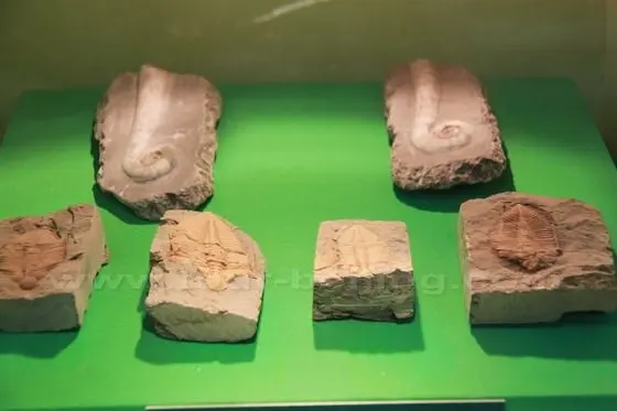 Fossils