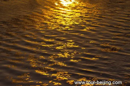 The sun glow over the duckweeds on the water surface