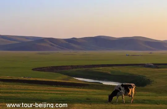 Grazing under the Sunrise Glow.