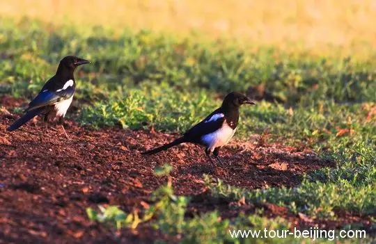 Early Birds in the sunrise glow