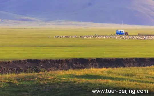 Grazing Sheep in the sunrise glow