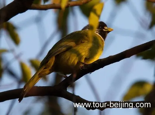 Collared finchbills in Hangzhou