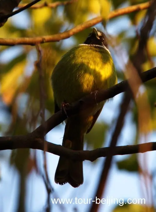 Collared finchbills in Hangzhou