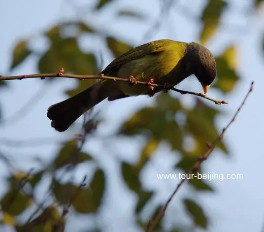 Collared finchbills in Hangzhou