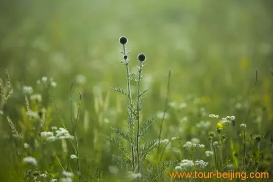 Shiooting Wild Flowers on Wulanbutong Grassland