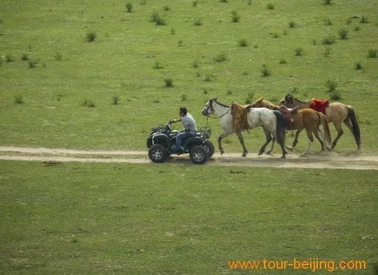 Walking Horses