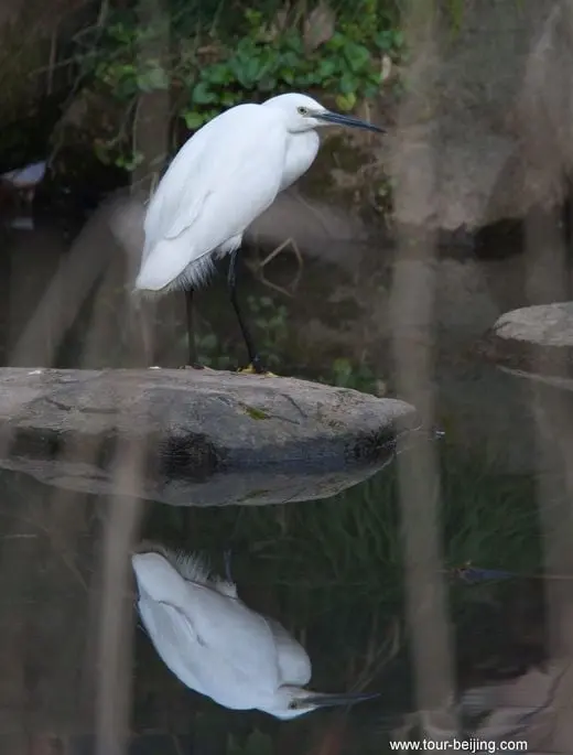 Rare to see intermediate egrets in Hangzhou