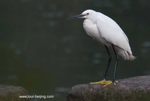 Rare to see intermediate egrets in Hangzhou