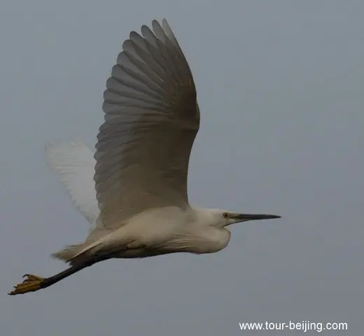 Rare to see intermediate egrets in Hangzhou