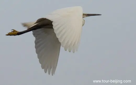 Rare to see intermediate egrets in Hangzhou