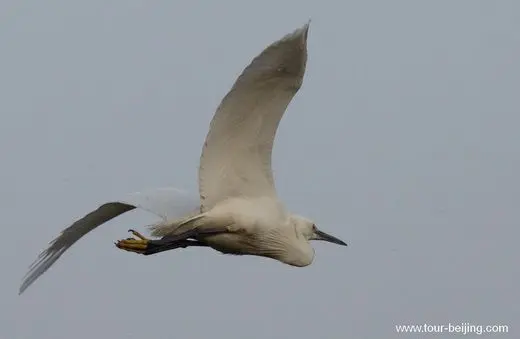 Rare to see intermediate egrets in Hangzhou