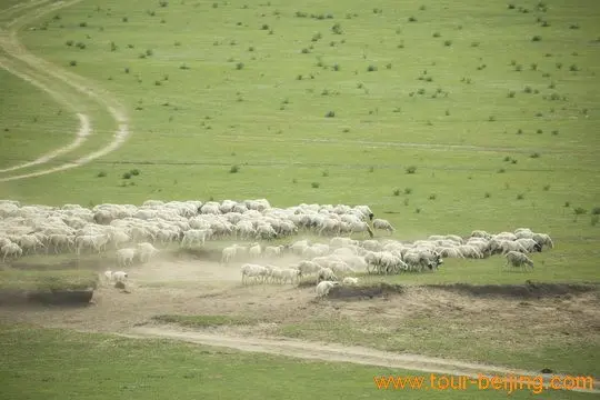 Grazing Sheep