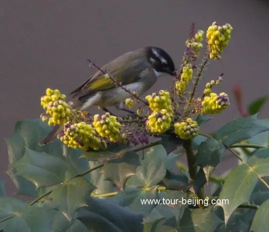 bulbuls eating flower petals