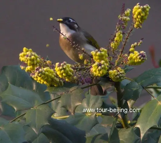 bulbuls eating flower petals