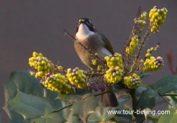 bulbuls eating flower petals