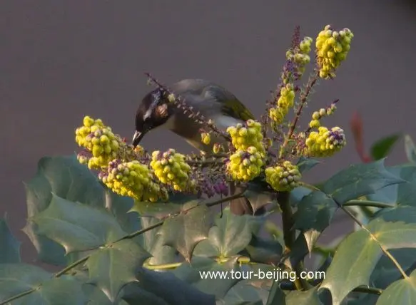 bulbuls eating flower petals